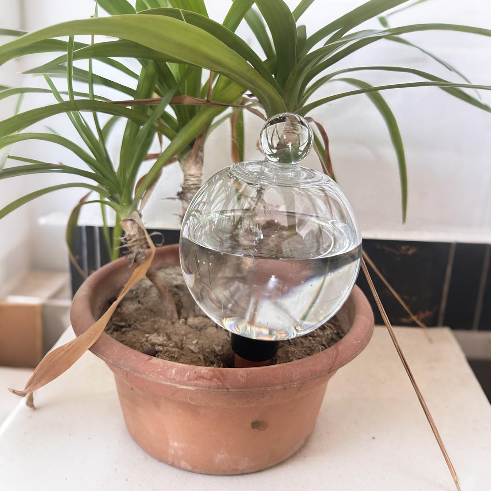 Plant Watering Bulbs 4pcs 500m - đánh giá và giá Plant Watering Globe