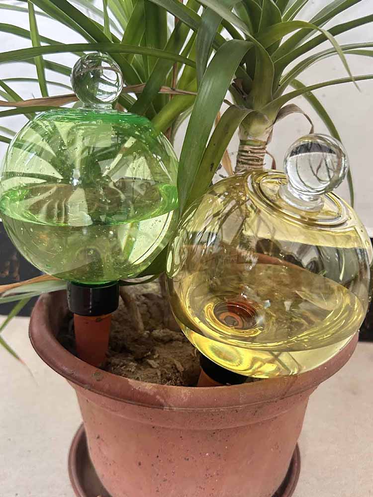 Self Watering Globes 500ML Aut - đánh giá và giá Plant Watering Globe