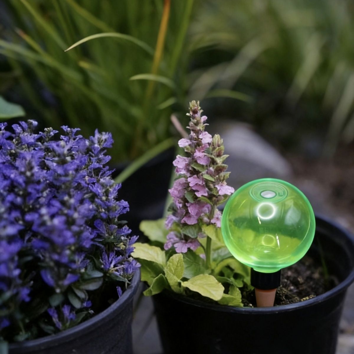 3pcs Large Plant Self Watering - đánh giá và giá Plant Watering Globe